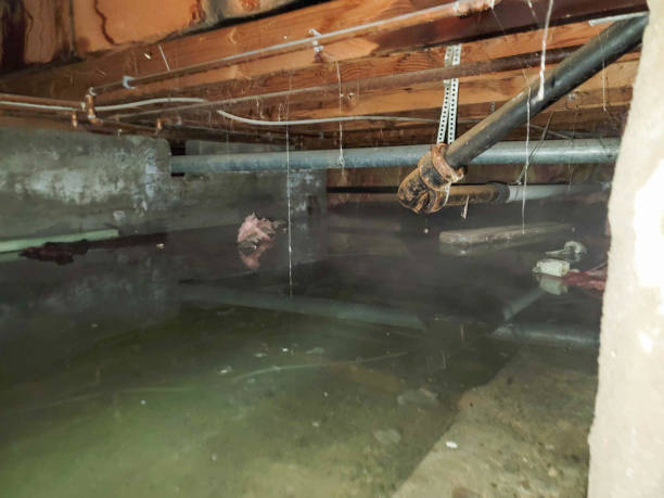 Best Local water damage restoration  in Clearwater, FL