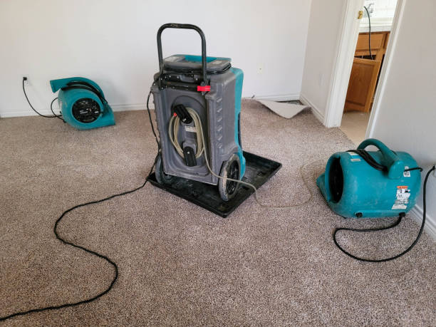 Best Mold removal after water damage  in Clearwater, FL