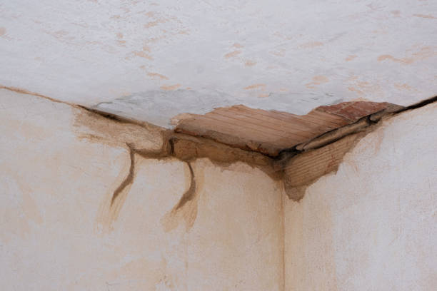 Best Basement water damage restoration  in Clearwater, FL