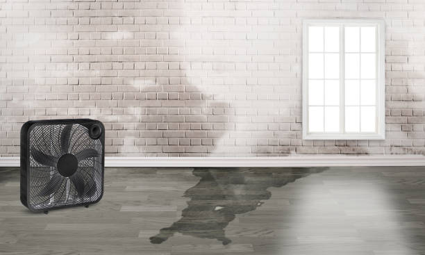 Best Water damage cleanup near me  in Clearwater, FL