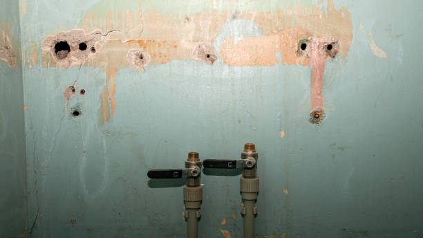 Best Water damage restoration specialists  in Clearwater, FL
